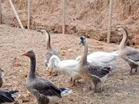 Geese — Foto 2