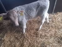 Toro, Simmental cattle — foto 2