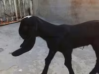 بز ماده, Beetal goats — عکس 4
