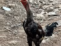 Chickens — foto 1