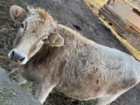 Krava, Swiss cattle — fotografija 3
