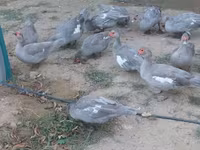 Ducks — foto 6