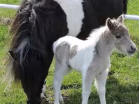 Klisna, Miniature horse — foto 6