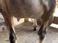 بز ماده, Alpine goat — عکس 5