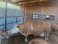 Krava, French Simmental cattle — foto 2