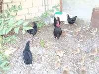Chickens — عکس 2