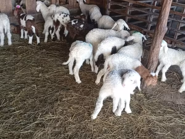 Sheep, Awassi sheep — Moldova