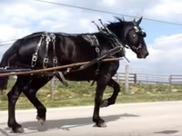 گھوڑی, Percheron — تصویر 7