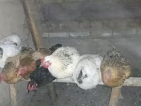 Chickens — foto 2
