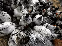 Chickens — foto 1