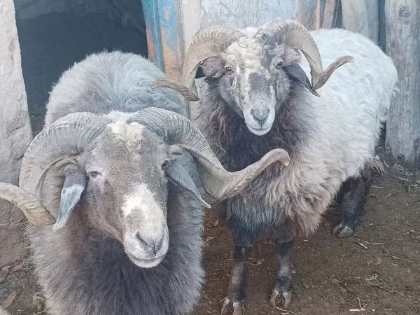 Овен, Arabi sheep