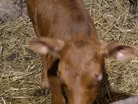 Buğa, Simmental cattle — foto 8