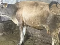 Mucca, Bovini — foto 4