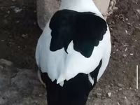 Ducks — ფოტო 3