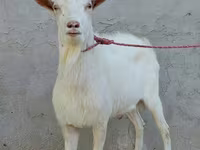 Kozioł, Dutch Landrace goats — zdjęcie 3