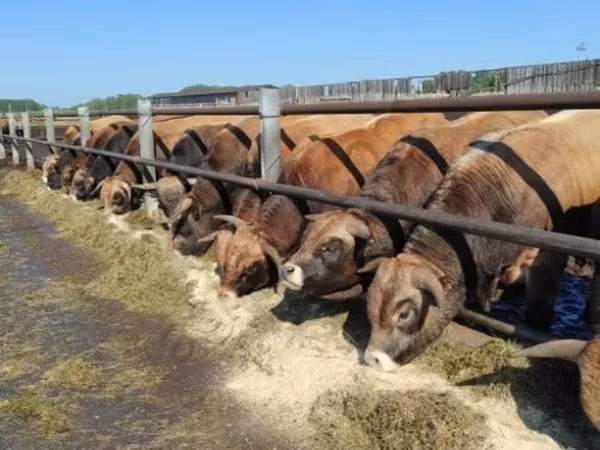 Cow, Aubrac cattle