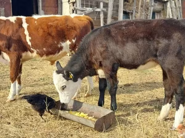 گاو و گوساله (گروه، جنسیت مشخص نشده), Simmental cattle — قزاقستان