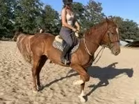 Cavallo, Hungarian horse breed — foto 4