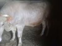 Lembu jantan, Cattle — foto 3
