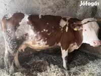 Lo’, Limousin cow — sawirka 4
