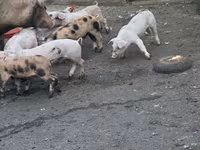 مادہ سؤر, سور — تصویر 3