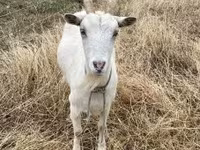 Koza, Saanen goat — foto 7