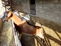 Caprone, Alpine goat — foto 1