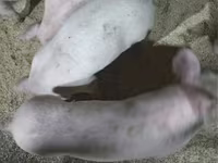 Schweine (Partie, Geschlecht nicht angegeben), Крупная белая — Foto 1