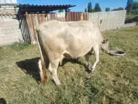 Ko, Simmental cattle — foto 1