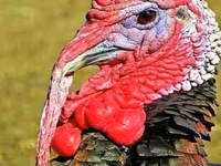 Turkeys — عکس 1