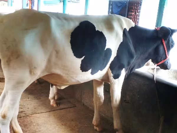 Cow, Holstein breed — Bangladesh