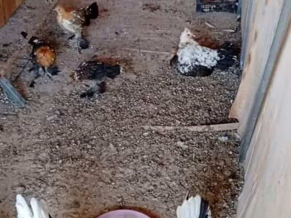 Bantam