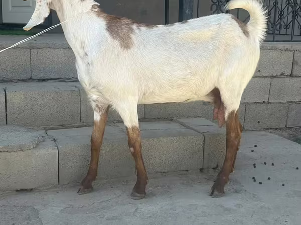 Koza, Beetal goats