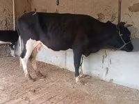 Lembu betina, Latvian Blue cattle — foto 8