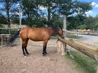 암말, Nonius horse — 사진 4