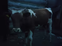 Bovine (lot, sex nespecificat), Simmental cattle — foto 2