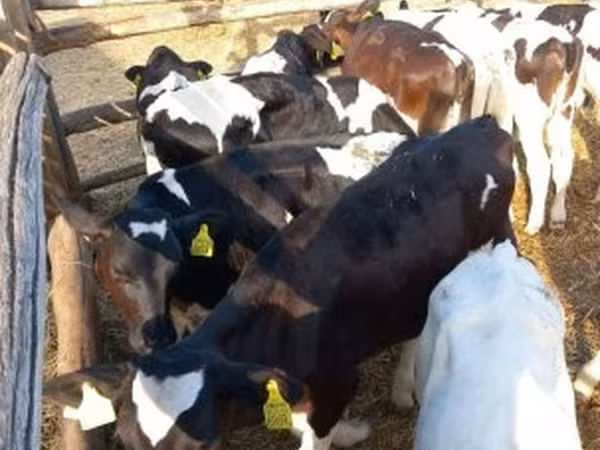 Lembu jantan, Cattle