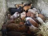 በግ, Cameroon sheep — ፎቶ 1