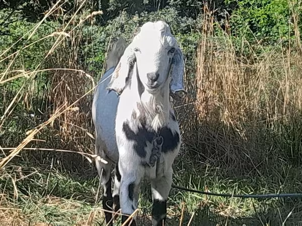 แพะตัวผู้, Nubian Goat