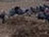 Turkeys — foto 5