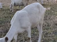 Ямаа, Saanen goat — 2 зураг