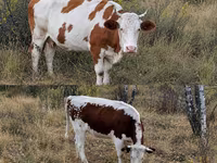 گاو ماده, Simmental cattle — عکس 1