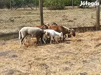 Ovan, Cameroon sheep — fotografija 4