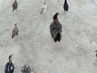 Chickens — ፎቶ 7