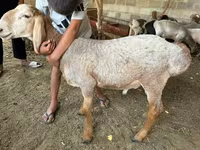Koç, Arashan sheep — foto 1