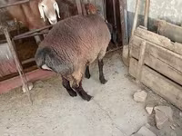 Vædder, Blackheaded Persian sheep — foto 8