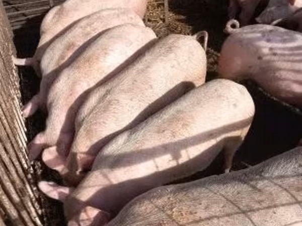خنزير ذكر, الخنازير