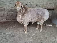 قوچ, گوسفند — عکس 1