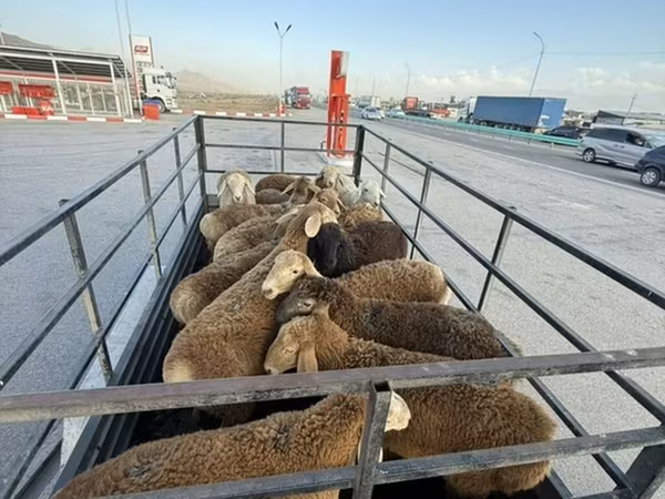قوچ, Rhon sheep