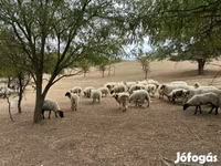 Kambing jantan, Goats — foto 5